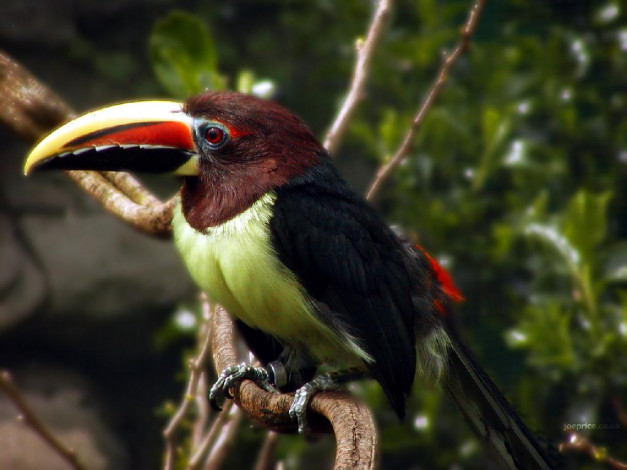 Обои картинки фото животные, туканы