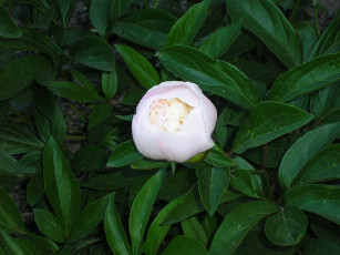 Картинка цветы пионы