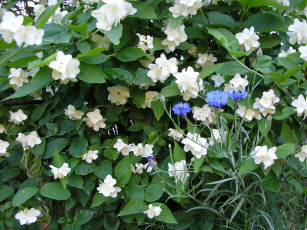 Картинка цветы разные вместе