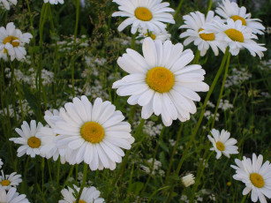 Картинка цветы ромашки
