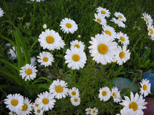 Картинка цветы ромашки