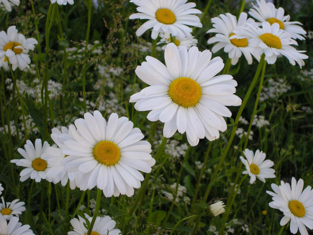 Обои картинки фото цветы, ромашки