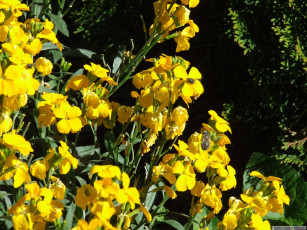 Картинка цветы