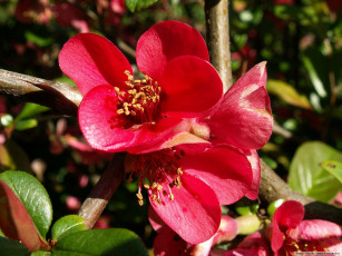 Картинка цветы айва