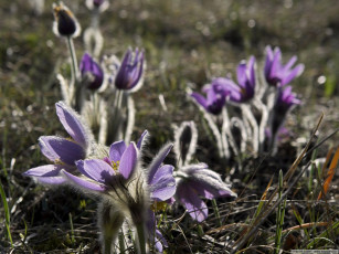Картинка цветы анемоны адонисы