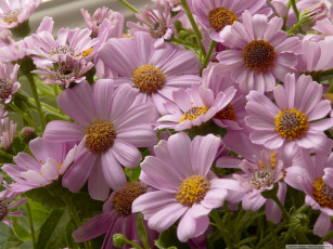 Картинка цветы цинерария