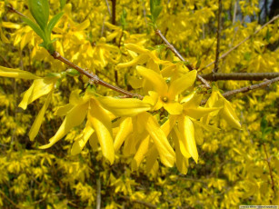 Картинка цветы цветущие деревья кустарники