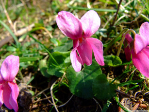 Картинка цветы фиалки