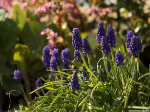 Картинка цветы гиацинты