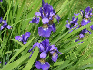 Картинка цветы ирисы