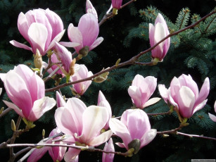 Картинка цветы магнолии