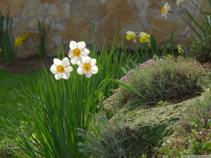 Картинка цветы нарциссы