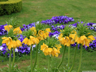 Картинка цветы разные вместе