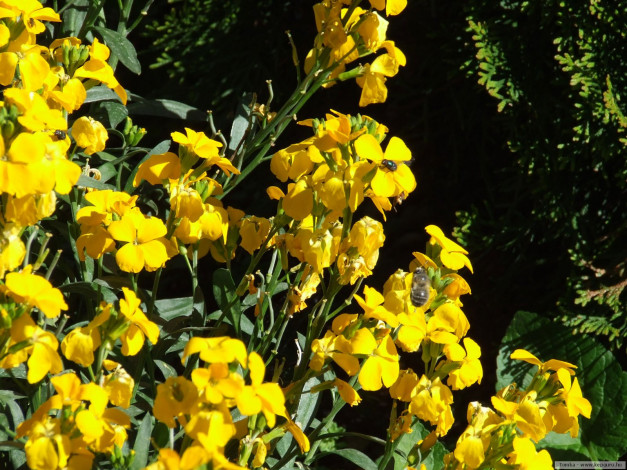 Обои картинки фото цветы