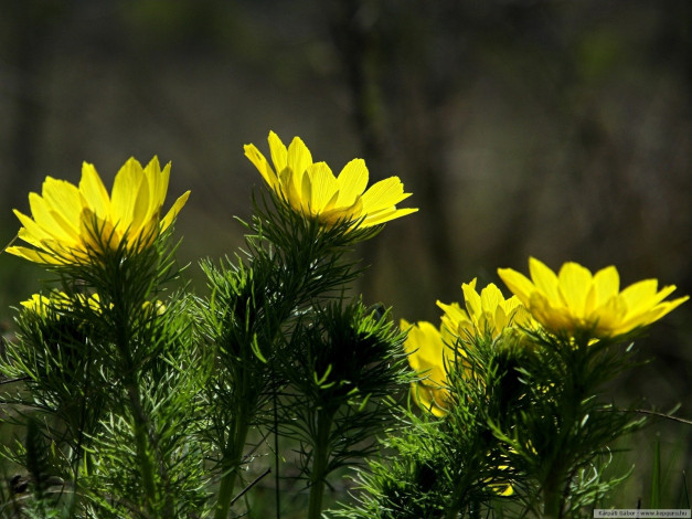 Обои картинки фото цветы, анемоны, адонисы