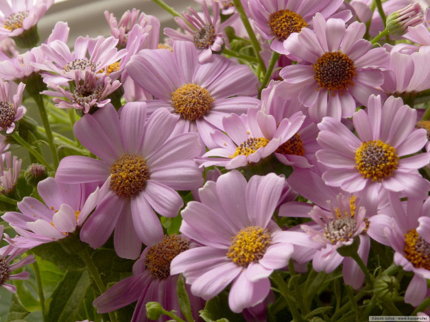 Обои картинки фото цветы, цинерария