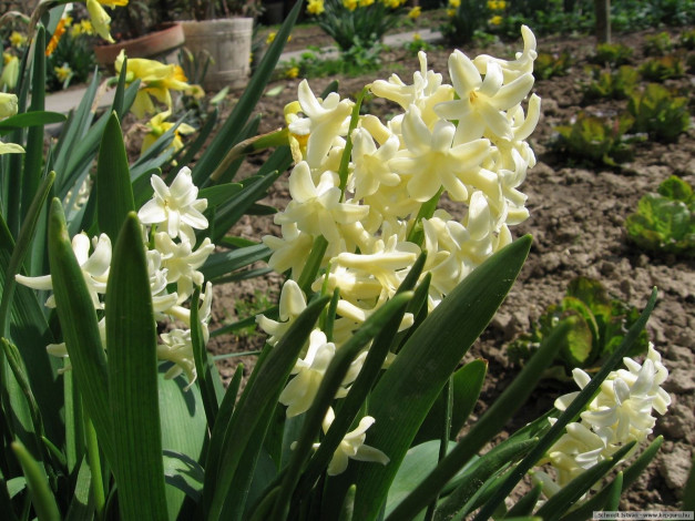 Обои картинки фото цветы, гиацинты