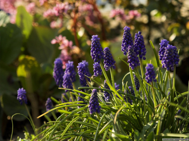 Обои картинки фото цветы, гиацинты