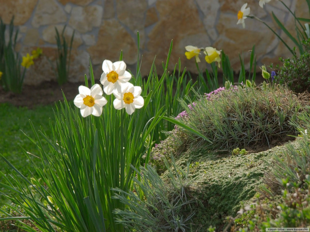 Обои картинки фото цветы, нарциссы