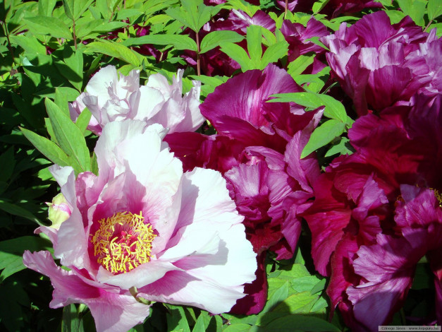 Обои картинки фото цветы, пионы
