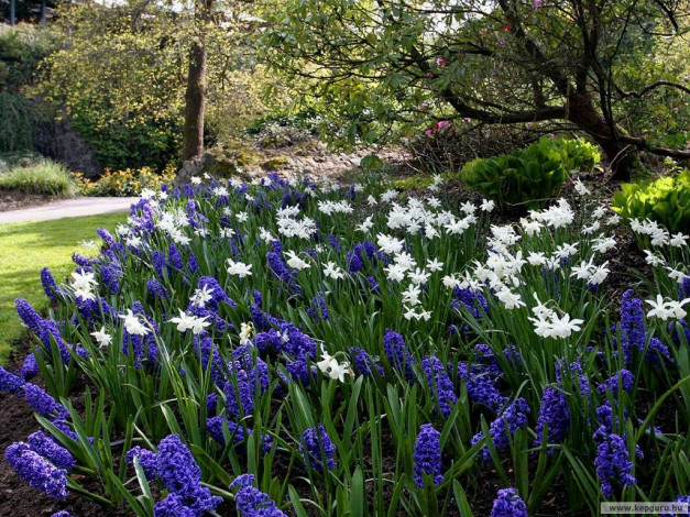 Обои картинки фото цветы, разные, вместе