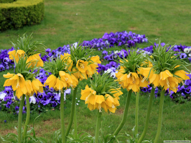 Обои картинки фото цветы, разные, вместе