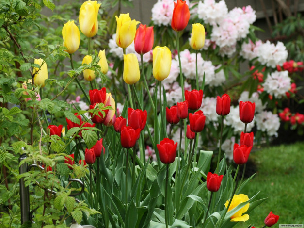 Обои картинки фото цветы, тюльпаны