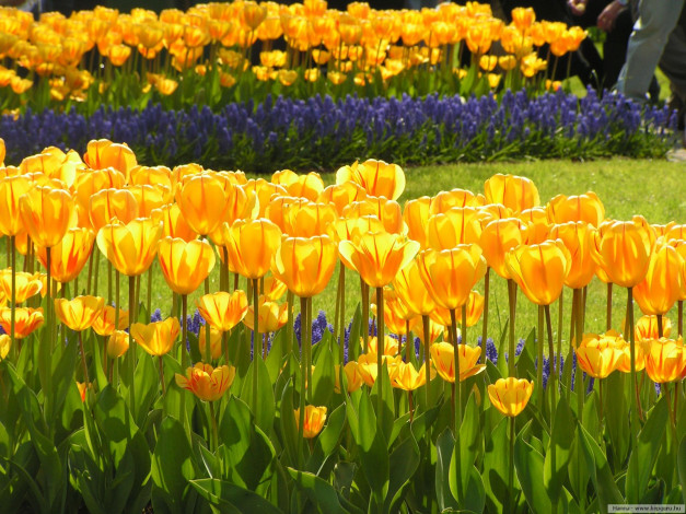 Обои картинки фото цветы, тюльпаны