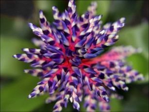 Картинка цветы