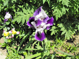 Картинка цветы ирисы