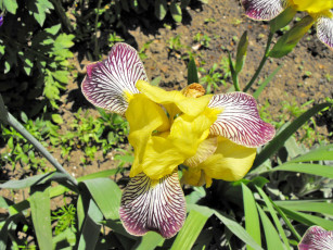 обоя цветы, ирисы