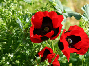 Картинка цветы маки