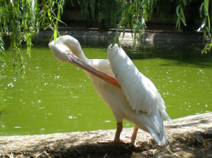 Картинка пеликан животные пеликаны