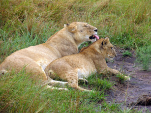 Картинка животные львы