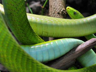 Картинка животные змеи питоны кобры