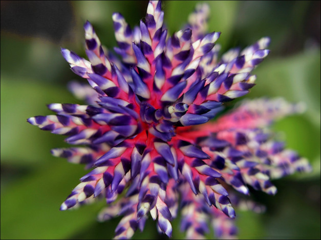 Обои картинки фото цветы