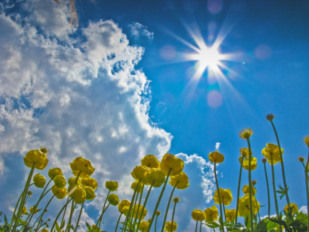 Обои картинки фото цветы, калужницы, лютики