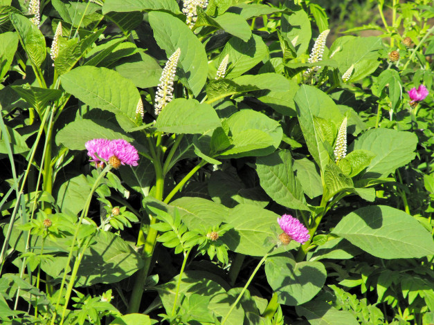 Обои картинки фото цветы, разные, вместе