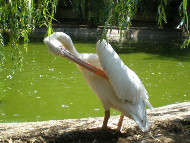 Обои картинки фото пеликан, животные, пеликаны