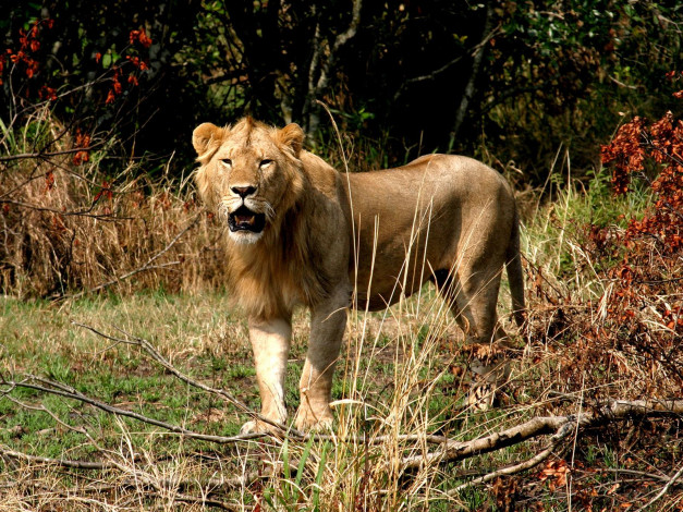 Обои картинки фото животные, львы