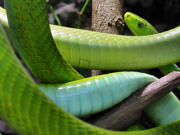 Обои картинки фото животные, змеи, питоны, кобры