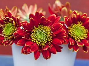 Картинка цветы хризантемы