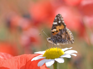 Картинка животные бабочки