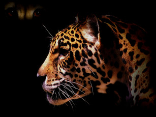 Картинка животные Ягуары