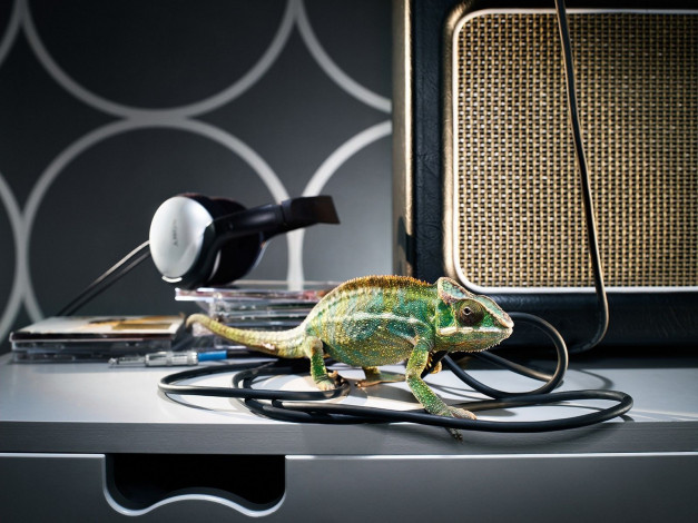 Обои картинки фото животные, хамелеоны