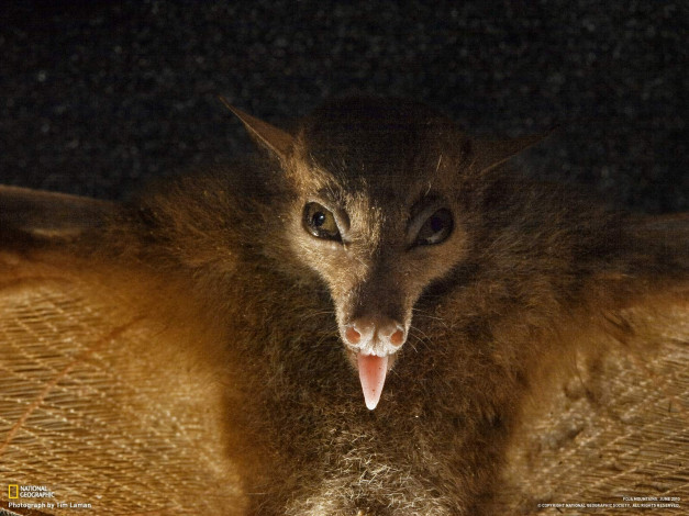 Обои картинки фото животные, летучие, мыши