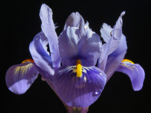 Картинка цветы ирисы