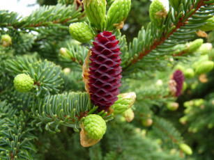 Картинка природа шишки жёлуди каштаны