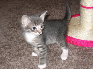 Картинка животные коты