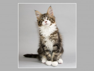 Картинка животные коты